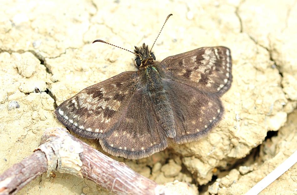 Erynnis tages?